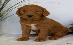Goldendoodle dogs for sale: Emmie - Image 12