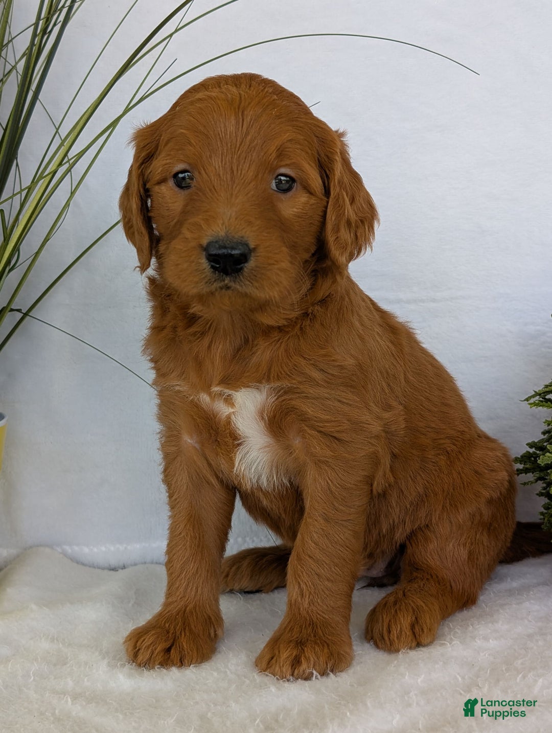 Goldendoodle dogs for sale: Emmie - Image 12
