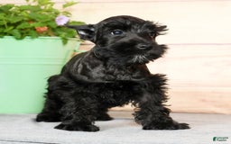 Miniature Schnauzer dogs for sale: Blaze - Image 4