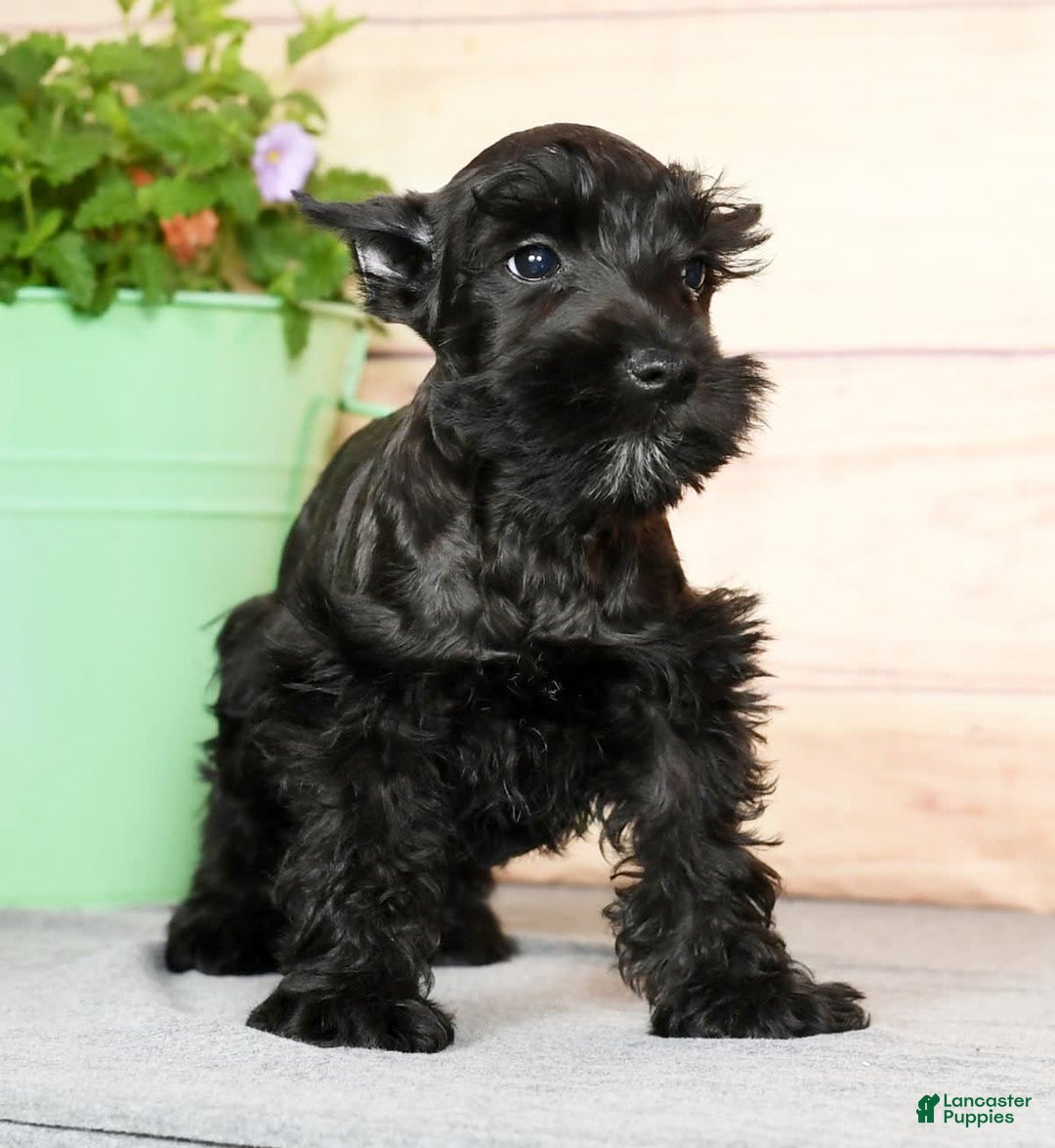 Miniature Schnauzer dogs for sale: Blaze - Image 4