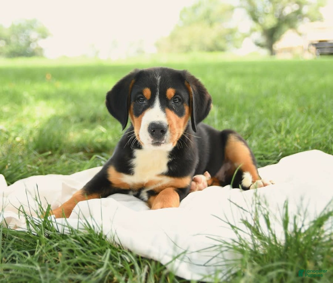 Greater Swiss Mountain Dog dogs for sale: Cheyenne - Image 7