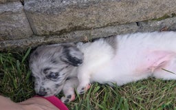 Newfypoo dogs for sale: Lime Green Boy - Image 1