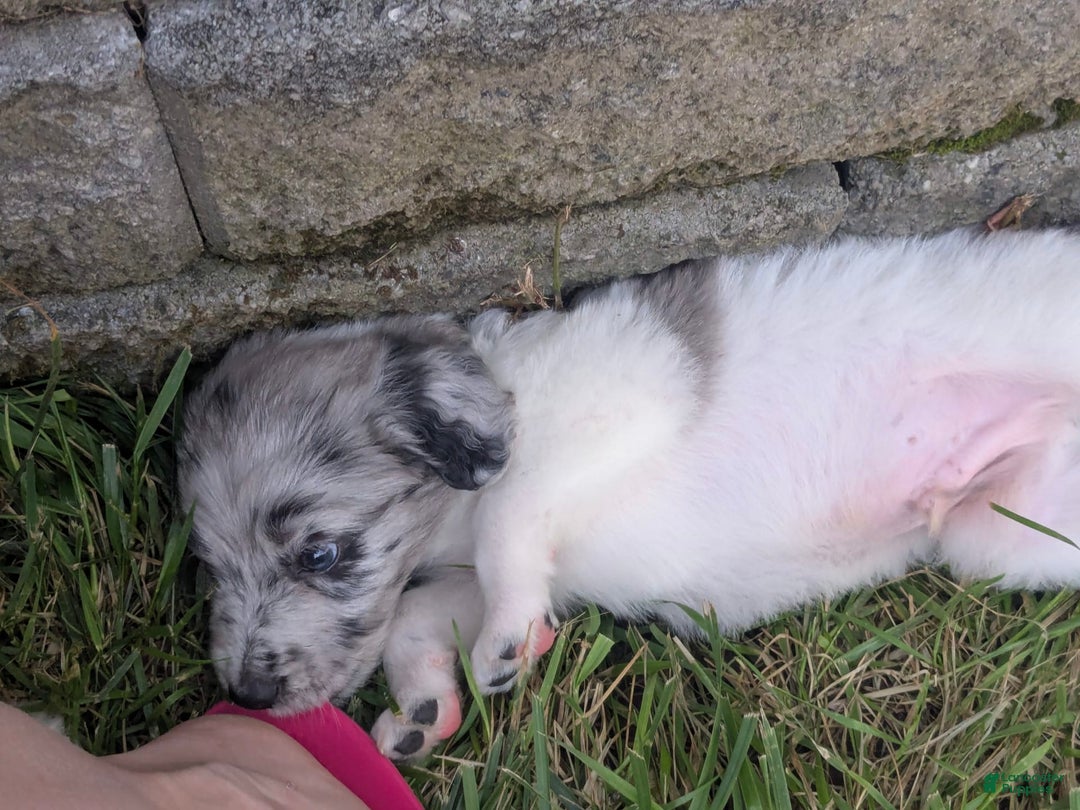 Newfypoo dogs for sale: Lime Green Boy - Image 1