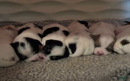 Chihuahua dogs for sale: Jewel - Image 1