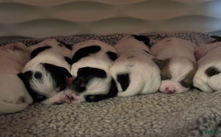 Chihuahua dogs for sale - Ad 1