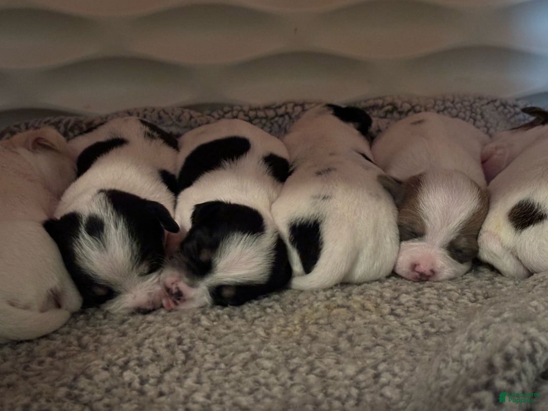 Chihuahua dogs for sale: Jewel - Image 1