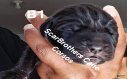 Cane Corso dogs for sale: Black - Image 8