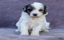 Goldendoodle dogs for sale: Oakland - Image 4