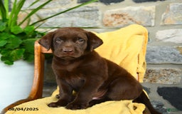 Labrador Retriever dogs for sale: Coffee - Image 1