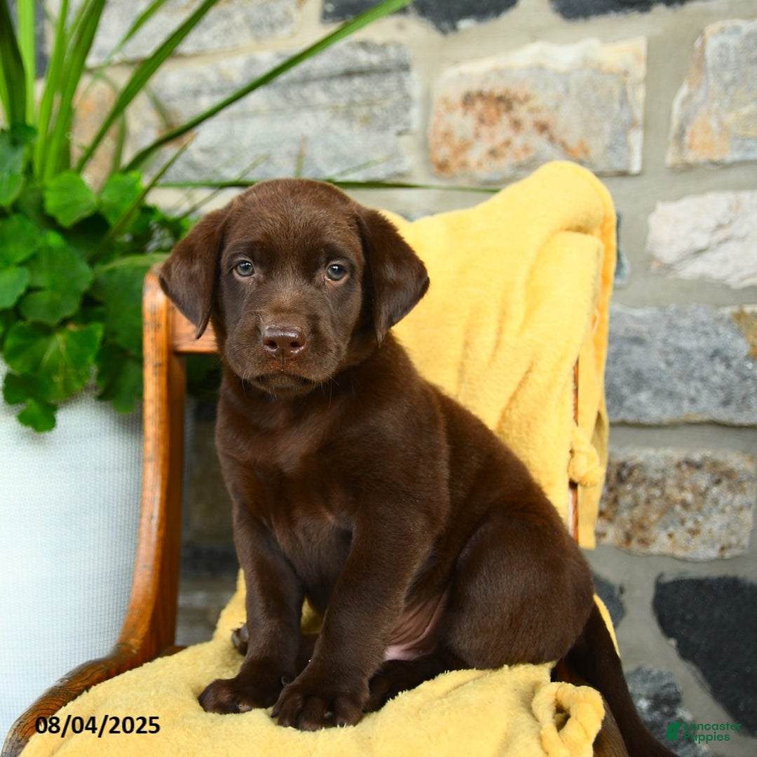 Labrador Retriever dogs for sale: Coffee - Image 1