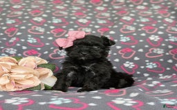 Morkie dogs for sale: Zoie Hypoallergenic - Image 6