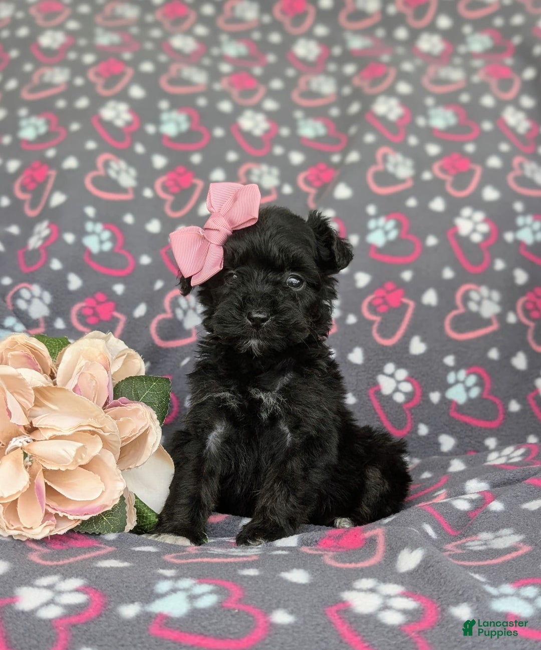 Morkie dogs for sale: Zoie Hypoallergenic - Image 6