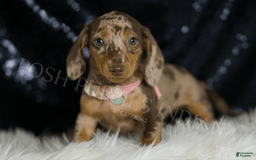 Miniature Dachshund dogs for sale: Gypsy - Image 2