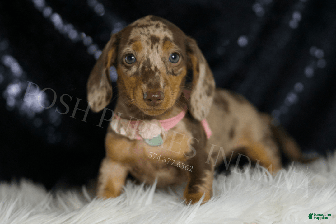 Miniature Dachshund dogs for sale: Gypsy - Image 2