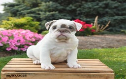 English Bulldog dogs for sale: English Bulldog 4 puppies - Image 14
