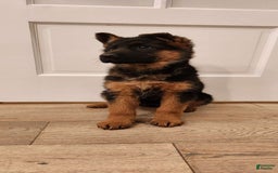 German Shepherd dogs for sale: luna - Image 1
