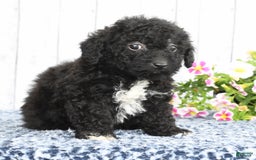 Havapoo dogs for sale: Abby - Image 1