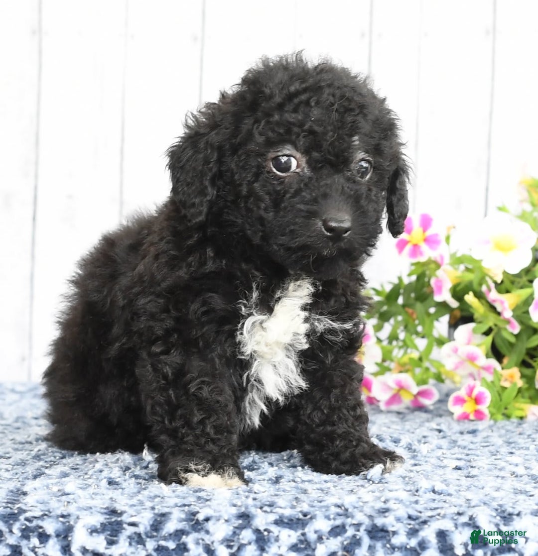 Havapoo dogs for sale: Abby - Image 1