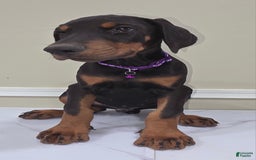 Doberman Pinscher dogs for sale: Draco - Image 1