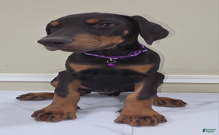 Doberman Pinscher dogs for sale - Ad 1