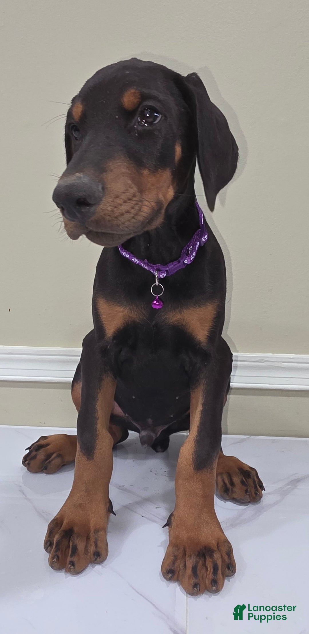 Doberman Pinscher dogs for sale: Draco - Image 1