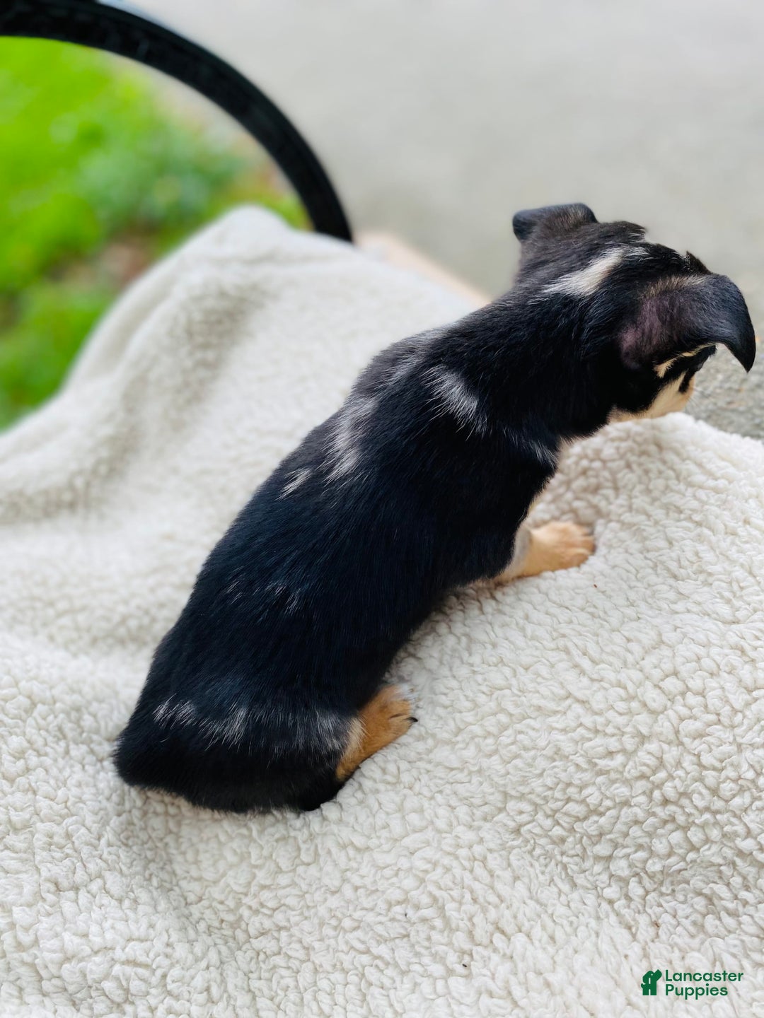 Chihuahua dogs for sale: Benny - Image 10