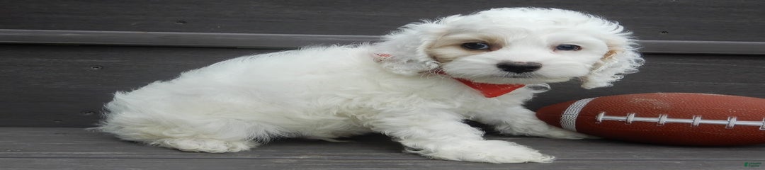 Teddy