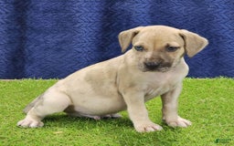 Catahoula Leopard Dog dogs for sale: Duchess 2025 Male 3 - Image 13