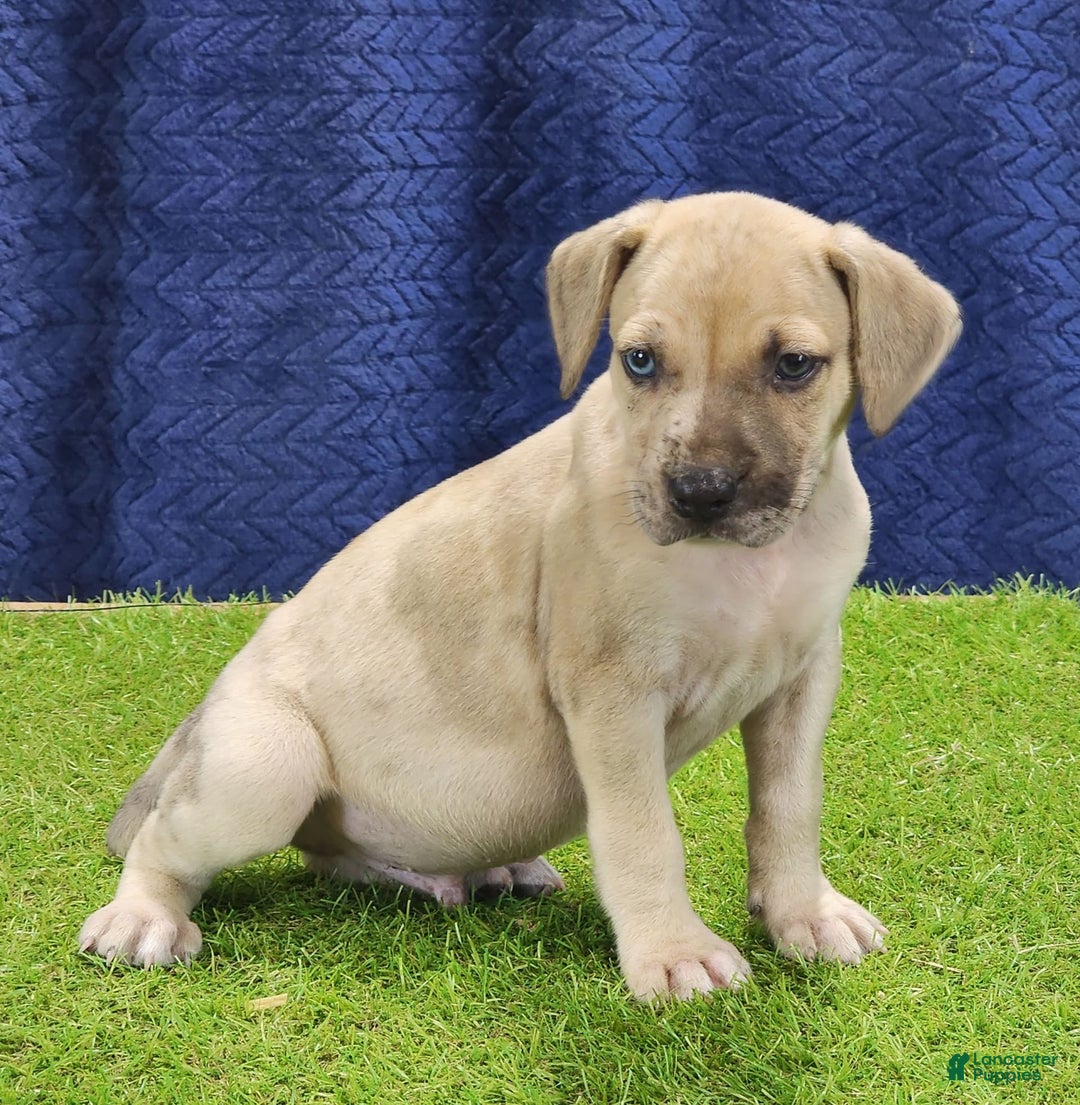 Catahoula Leopard Dog dogs for sale: Duchess 2025 Male 3 - Image 13