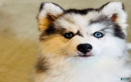 Pomsky dogs for sale: Cardinal - Image 2