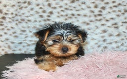 Yorkshire Terrier dogs for sale: Callie - Image 6