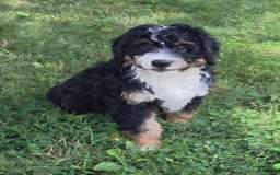 Mini Bernedoodle dogs for sale: Hazel - Image 12