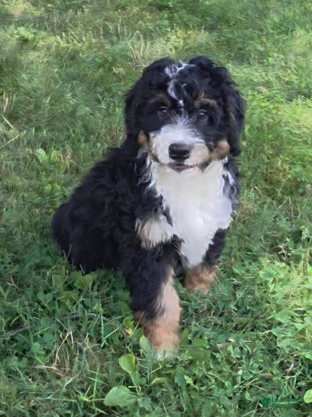 Mini Bernedoodle dogs for sale: Hazel - Image 12