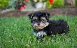 Morkie dogs for sale: Teddy - Image 4