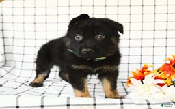 German Shepherd dogs for sale: Jeffry - Image 7