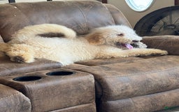 Goldendoodle dogs for sale: Gorgeous Creme Doodle - Image 9