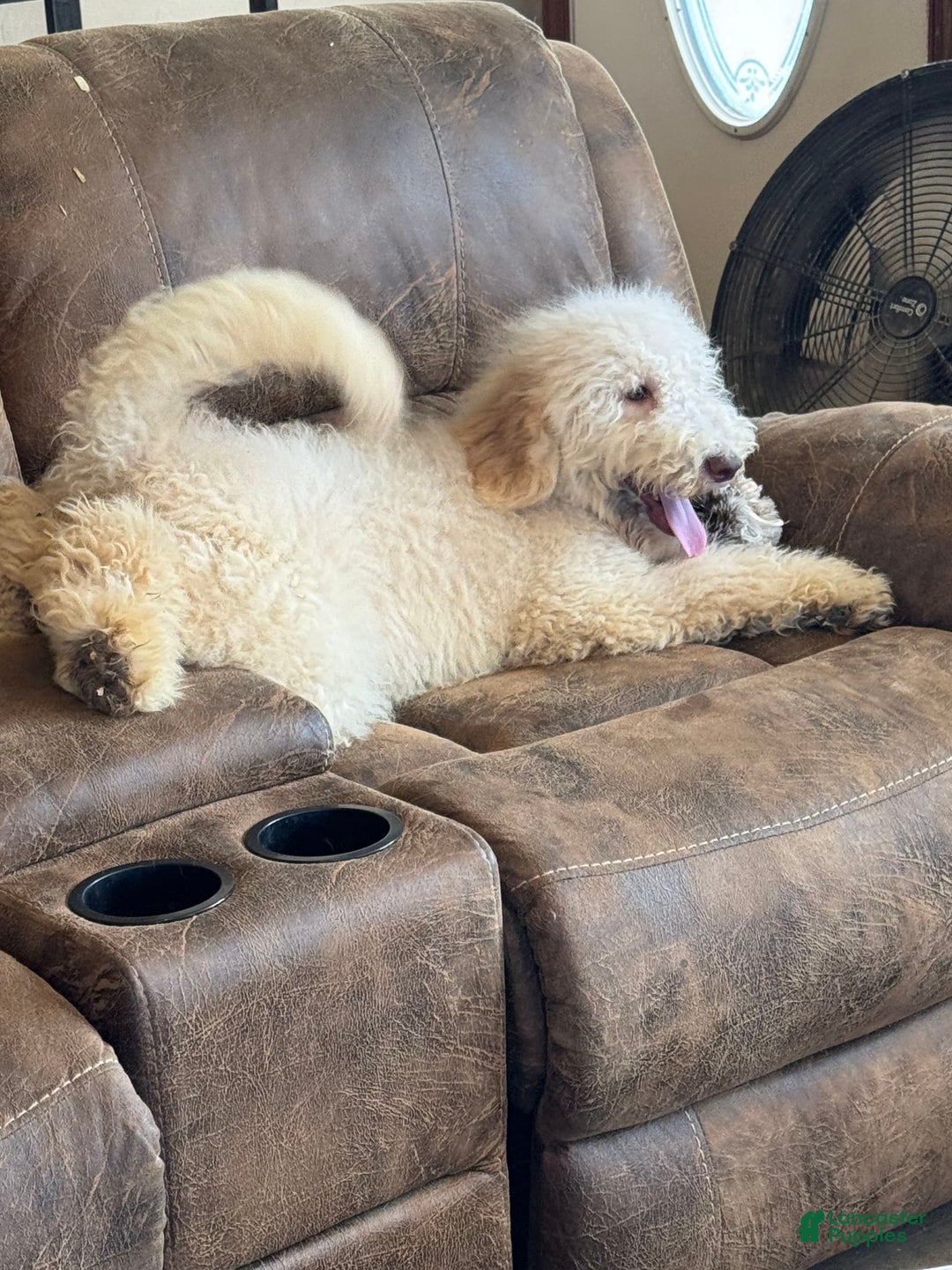 Goldendoodle dogs for sale: Gorgeous Creme Doodle - Image 9