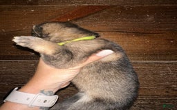Gerberian Shepsky dogs for sale: Finnick - Image 3