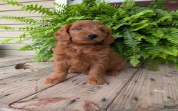 Mini Goldendoodle dogs for sale: Mini-logan - Image 26