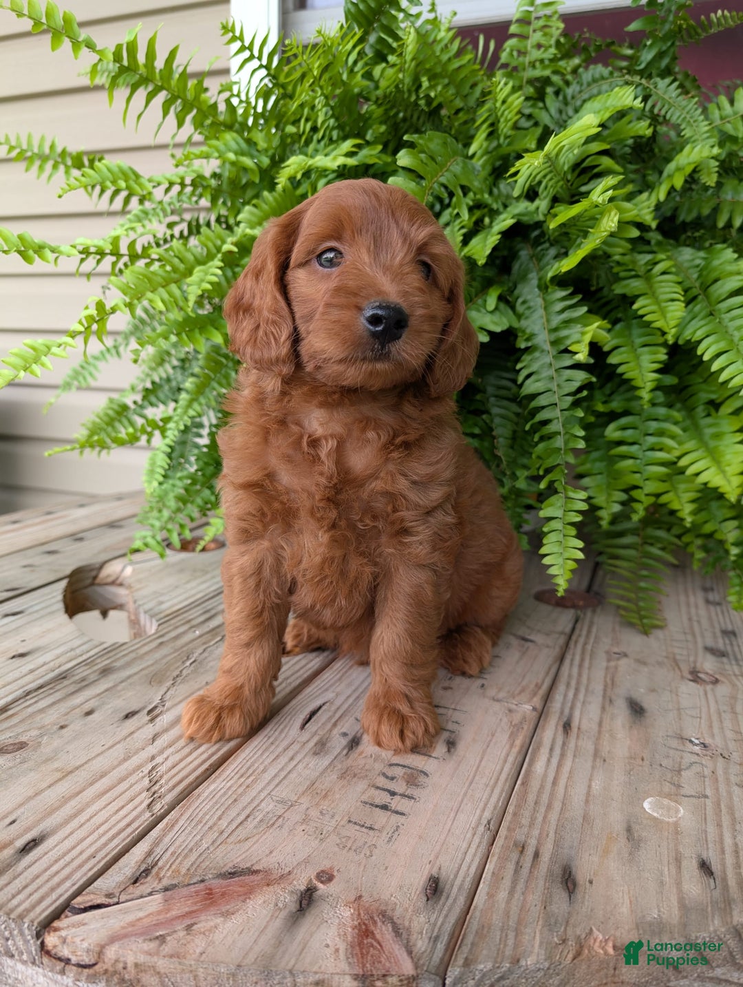 Mini Goldendoodle dogs for sale: Mini-logan - Image 26