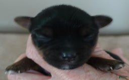 Yorkshire Terrier dogs for sale: Dodge - Image 8