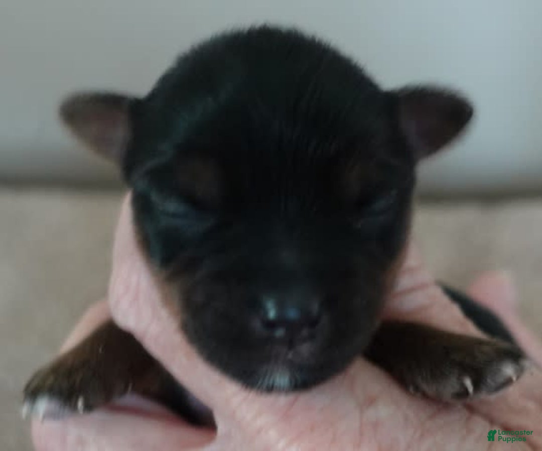 Yorkshire Terrier dogs for sale: Dodge - Image 8