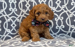 Cockapoo dogs for sale: Cockapoo 3 puppies - Image 9