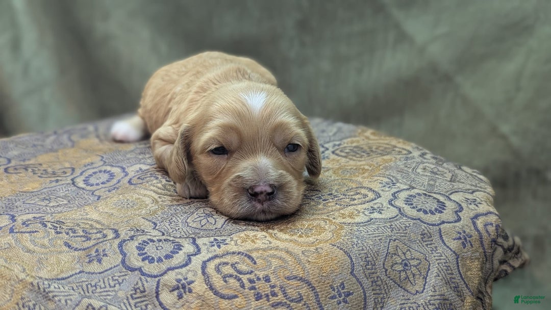 Cockapoo dogs for sale: Stoick - Image 2