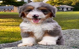 Mini Bernedoodle dogs for sale: 💗 In Boston Massachusetts 💗 Two Blue Eyes 💗 Mini Bernedoodle 💗 - Image 9