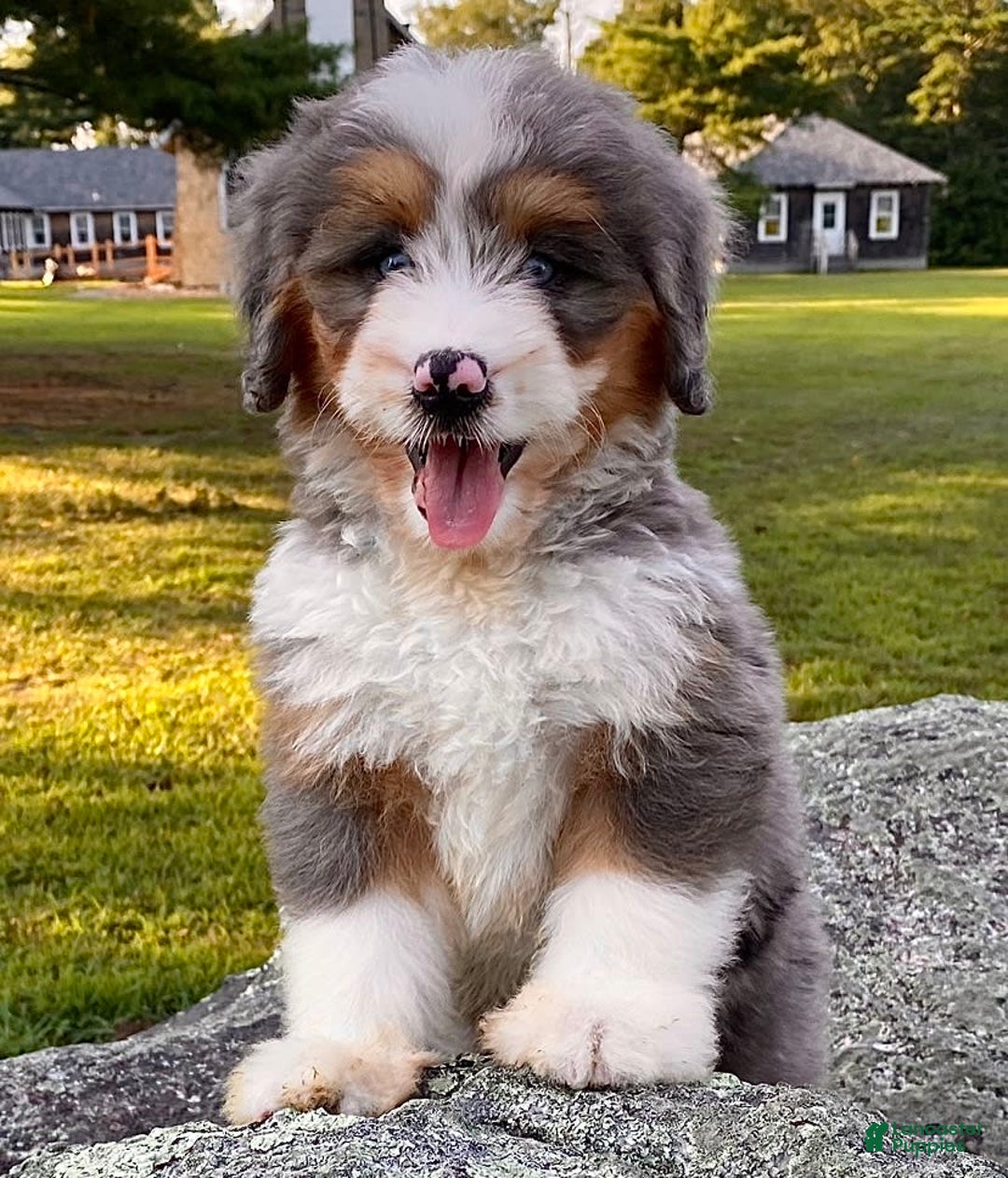 Mini Bernedoodle dogs for sale: 💗 In Boston Massachusetts 💗 Two Blue Eyes 💗 Mini Bernedoodle 💗 - Image 9