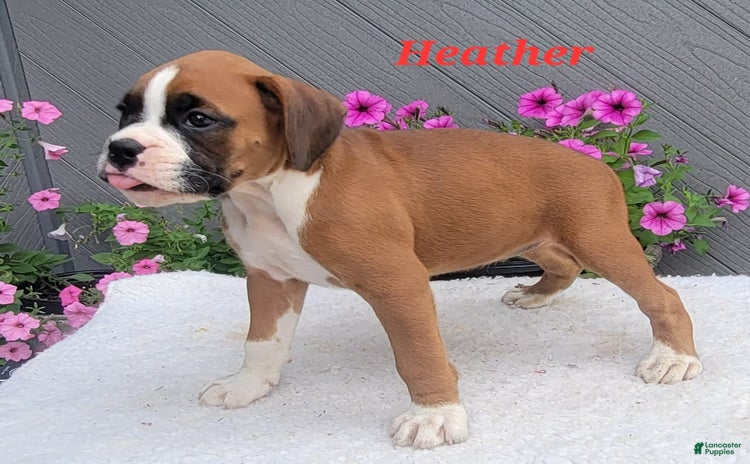 Boxer dogs for sale - Ad 1