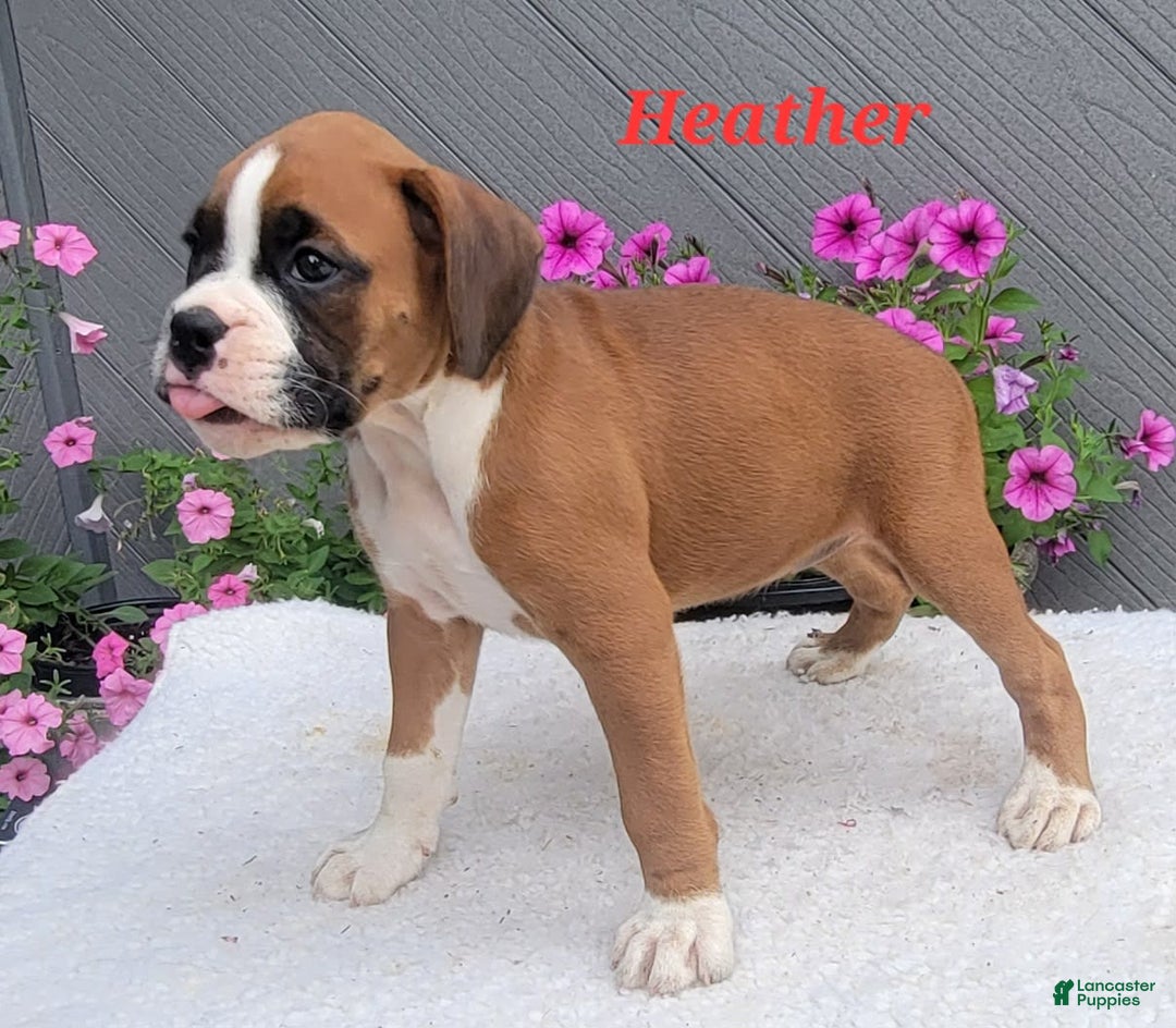Boxer dogs for sale: Heather - Image 1