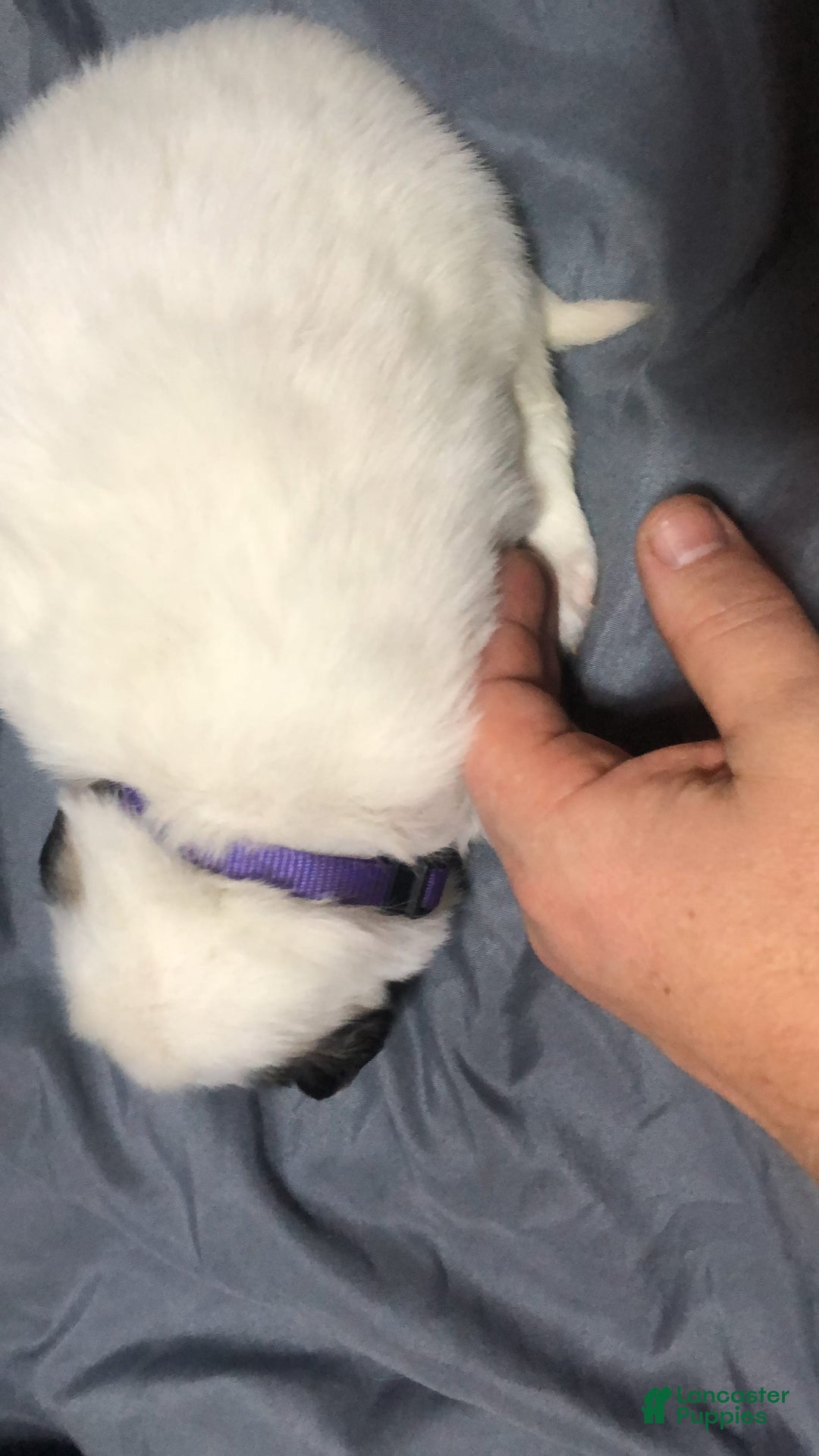 Great Pyrenees dogs for sale: Tinker Bell - Image 11