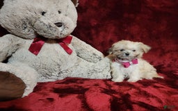 Malshi dogs for sale: Gigi - Image 6